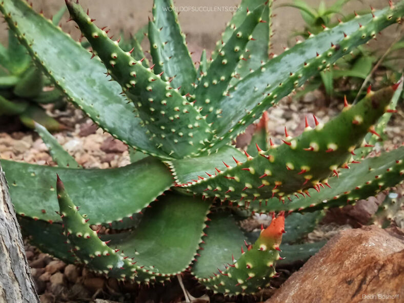 Aloe aculeata, commonly known as Red Hot Poker Aloe.