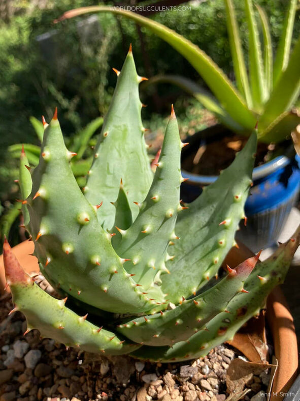 Aloe aculeata, commonly known as Red Hot Poker Aloe. A juvenile plant.