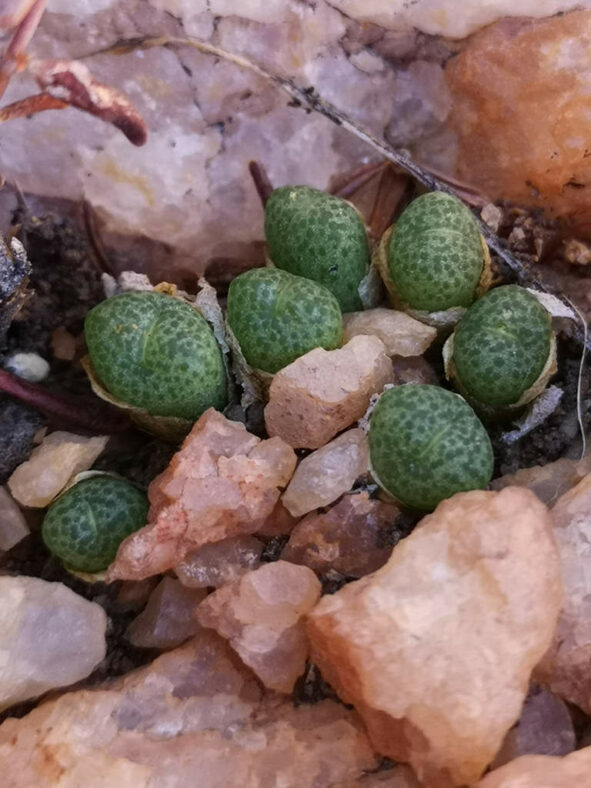 Conophytum hermarium