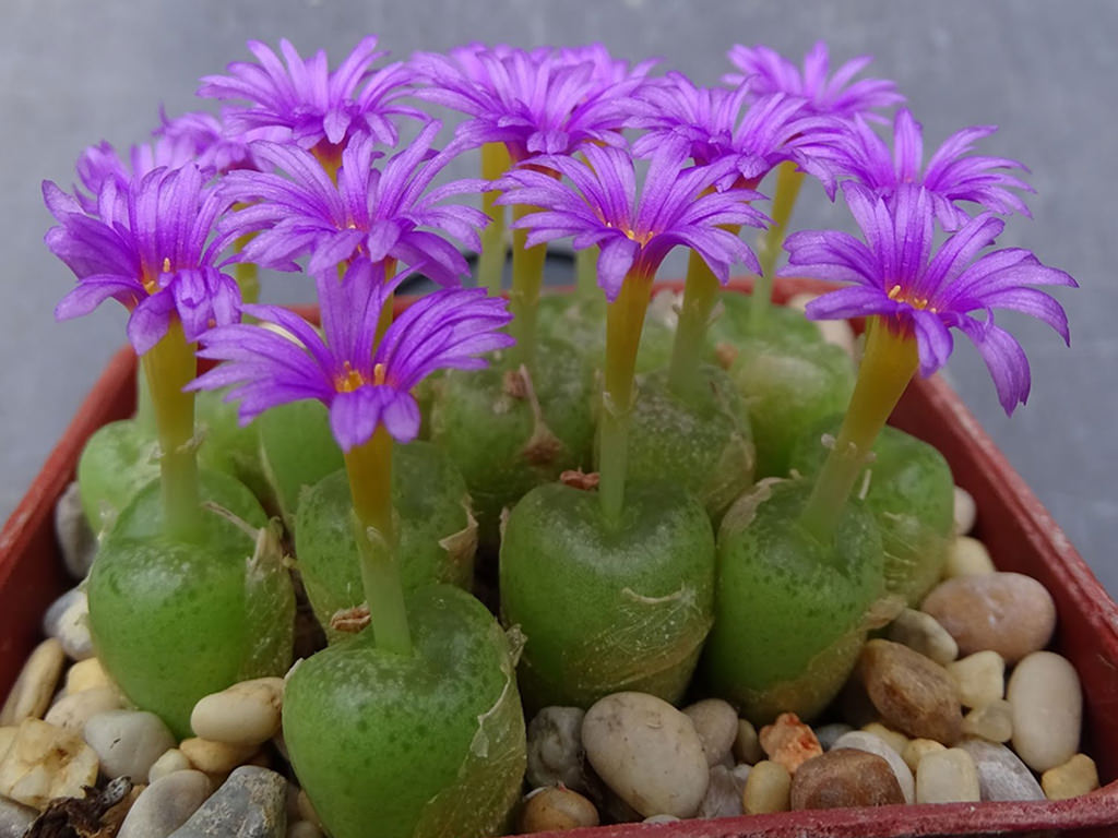 Conophytum hermarium