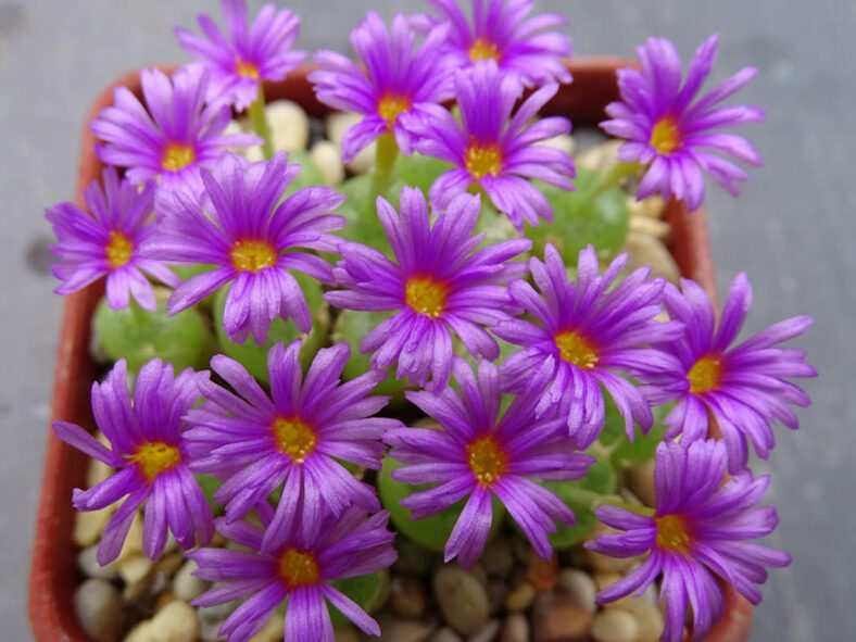 Conophytum hermarium