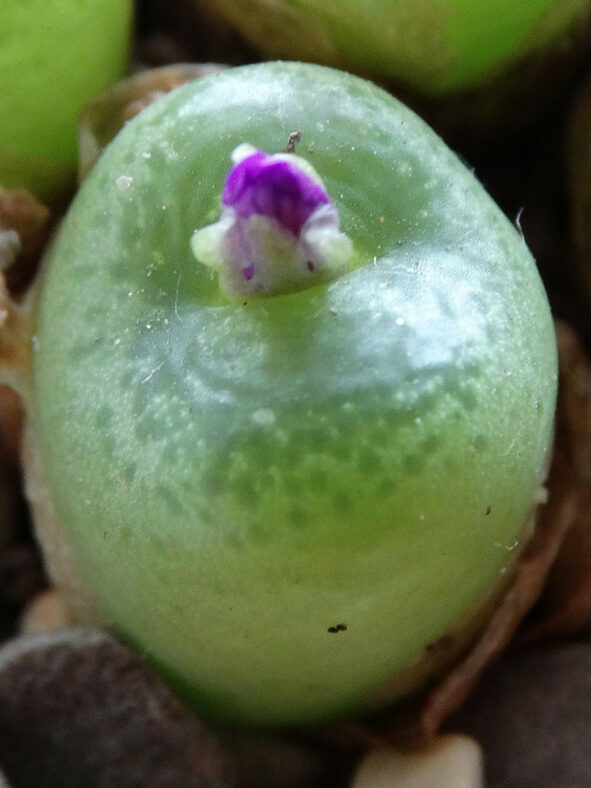 Conophytum hermarium