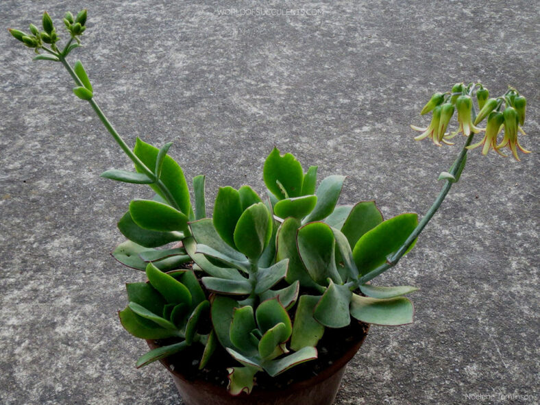 Cotyledon velutina, commonly known as Velvet Cotyledon. A plant in bloom in cultivation.