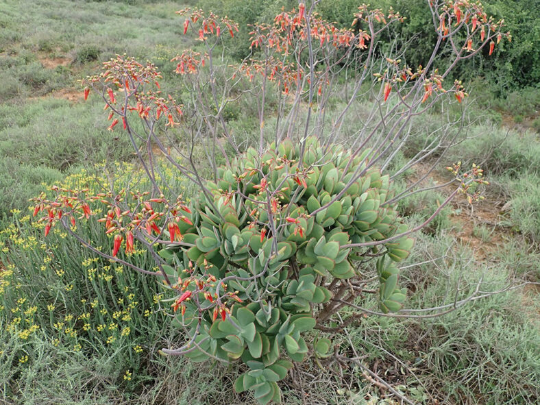 Cotyledon velutina, commonly known as Velvet Cotyledon. A plant in bloom in habitat.