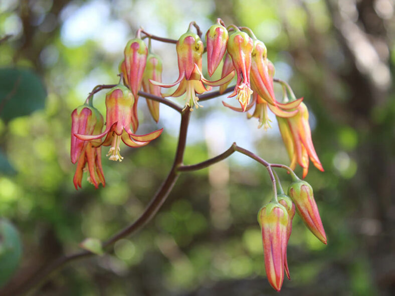 Cotyledon velutina, commonly known as Velvet Cotyledon. Flowers.