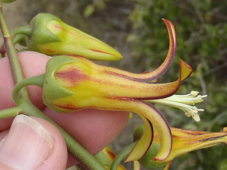 Cotyledon velutina, commonly known as Velvet Cotyledon. Close-up of a flower.