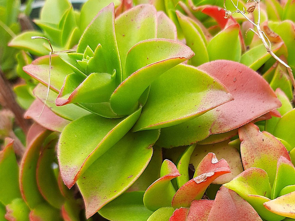 Crassula cymbiformis