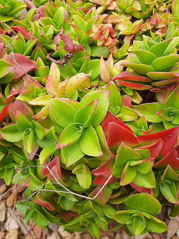 Crassula cymbiformis