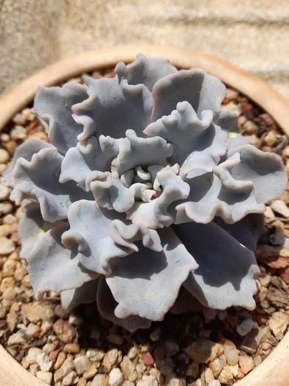 Echeveria 'Crispate Beauty'