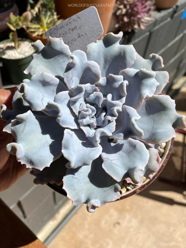 Echeveria 'Crispate Beauty'