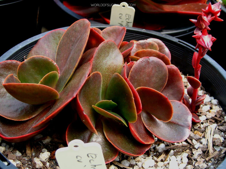 Echeveria 'Mahogany Rose'