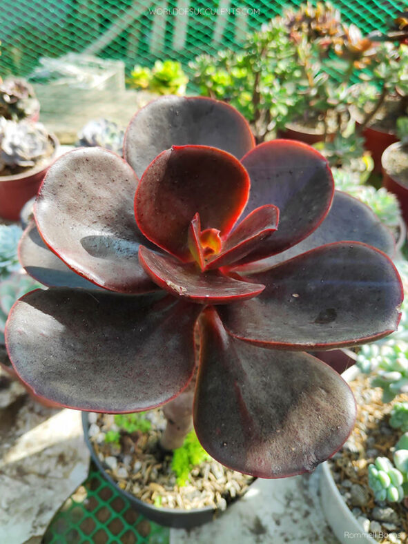 Echeveria 'Mahogany Rose'