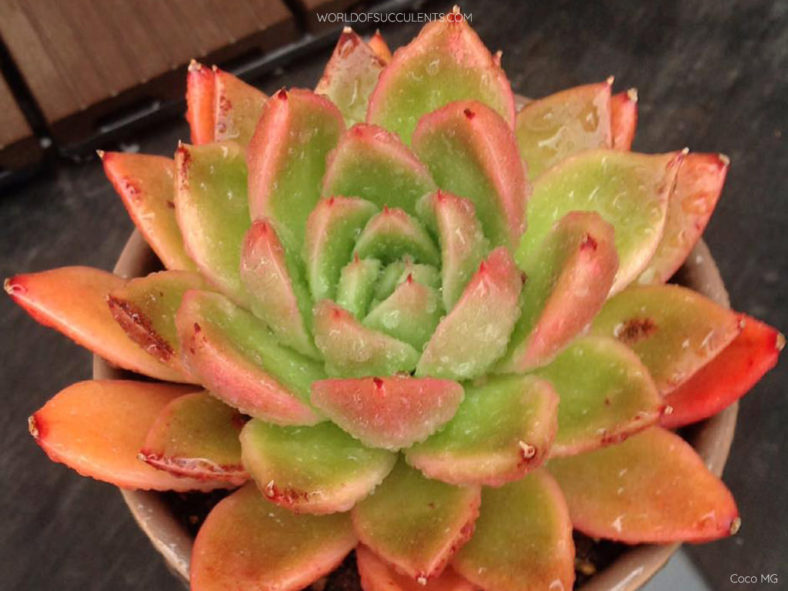 Echeveria × gilva 'Red'