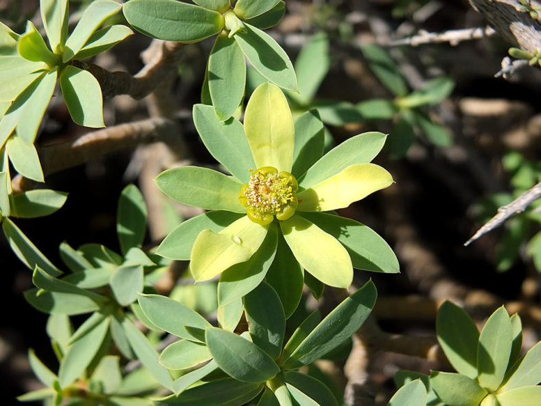 Euphorbia balsamifera, commonly known as Balsam Spurge