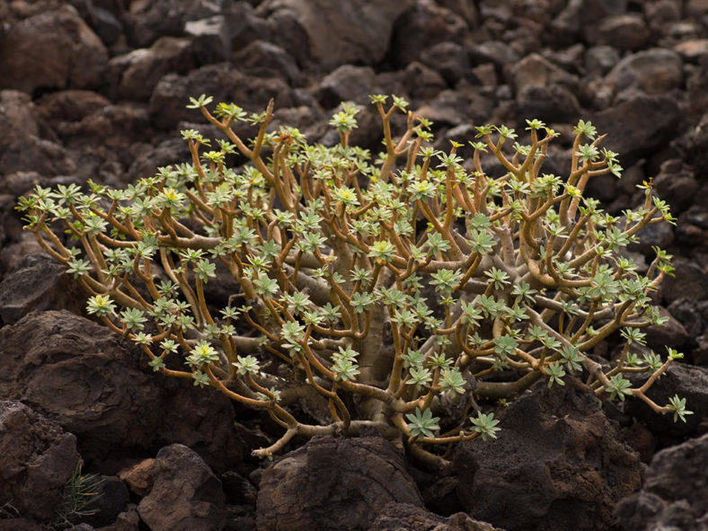 Euphorbia balsamifera, commonly known as Balsam Spurge