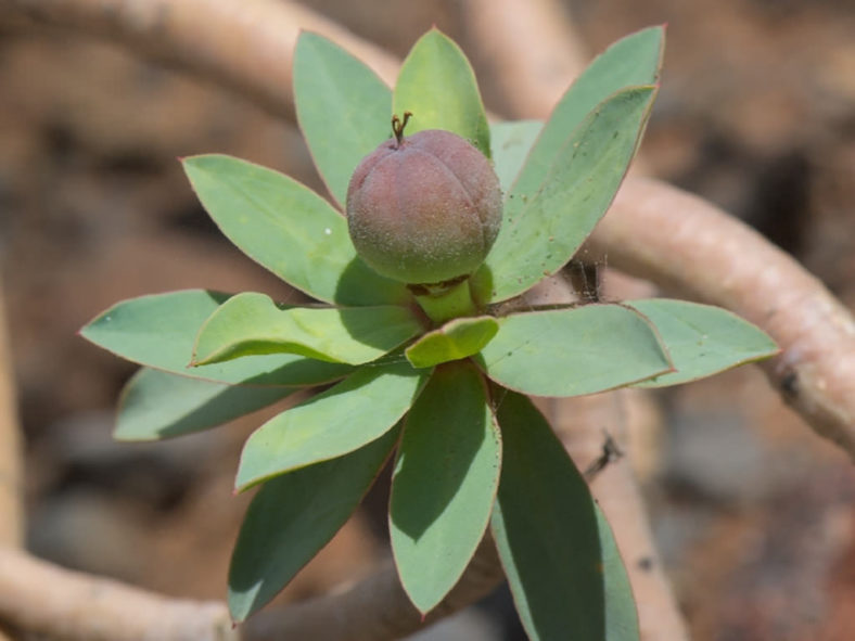 Euphorbia balsamifera, commonly known as Balsam Spurge