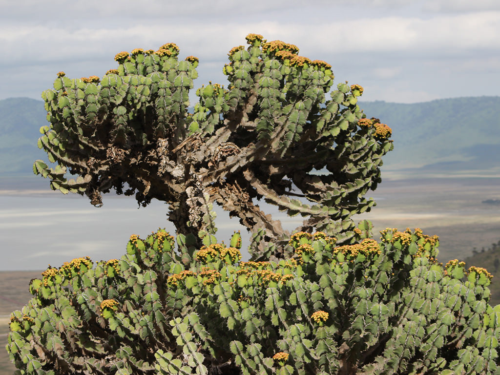 Euphorbia bussei