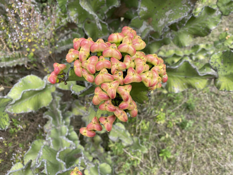 Euphorbia bussei