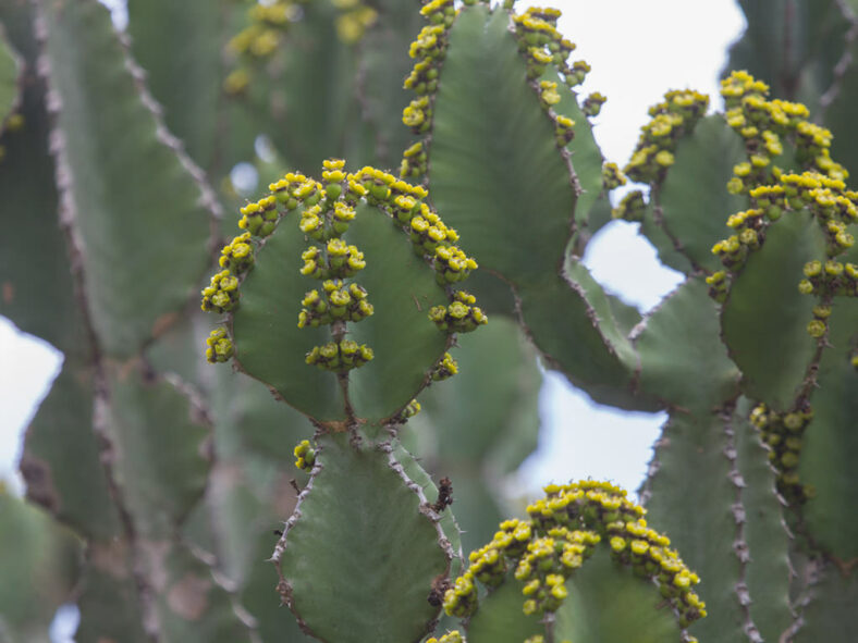 Euphorbia bussei