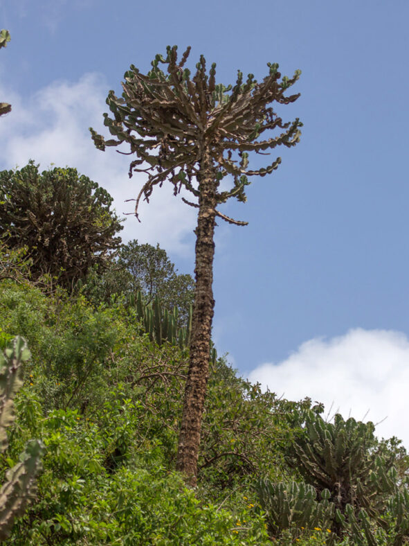 Euphorbia bussei