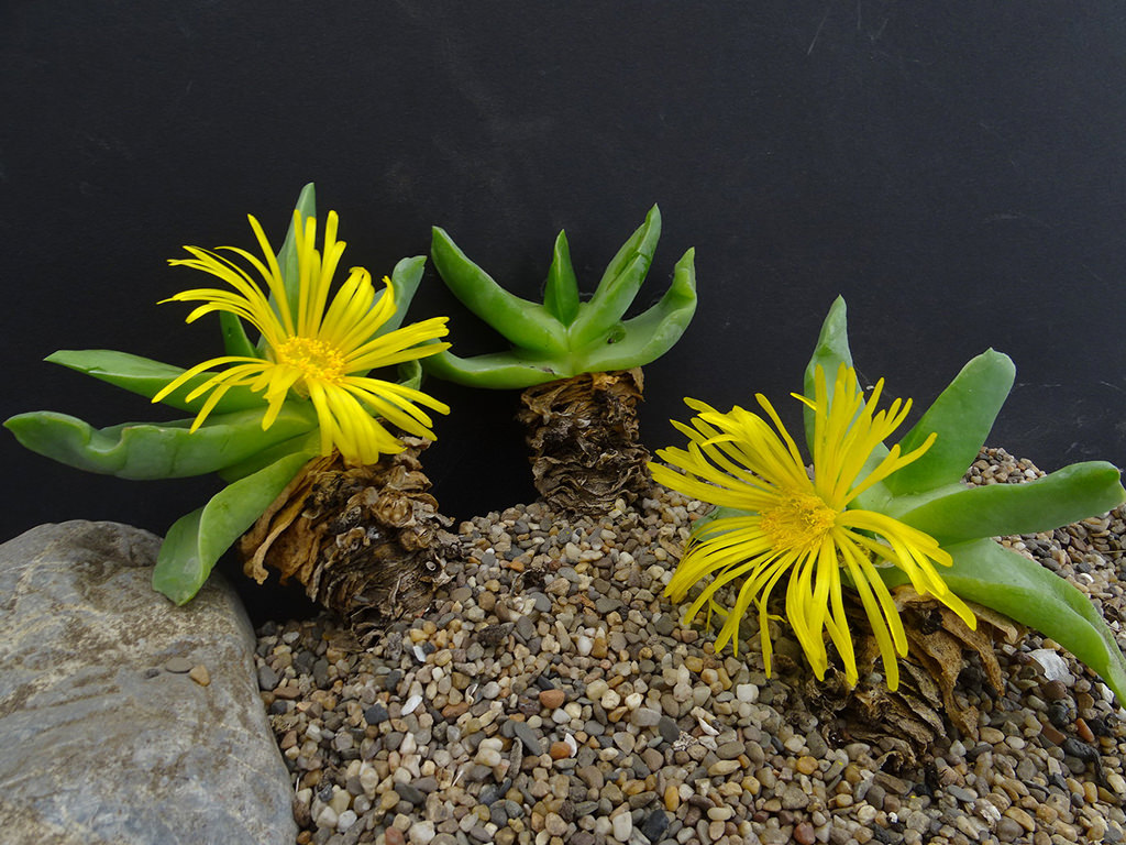 Glottiphyllum linguiforme, commonly known as Tongue Plant