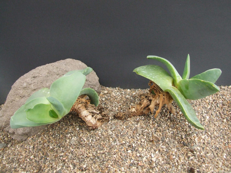 Glottiphyllum linguiforme, commonly known as Tongue Plant