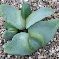 Glottiphyllum linguiforme - World of Succulents