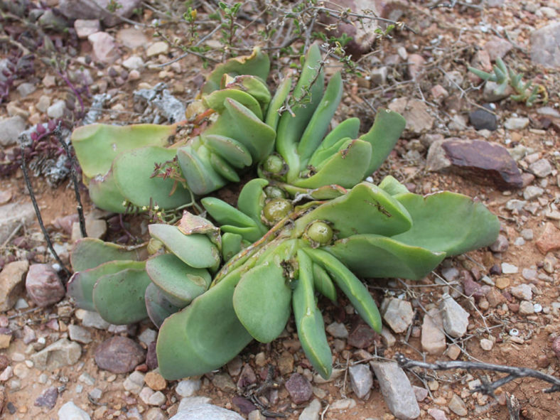 Glottiphyllum linguiforme, commonly known as Tongue Plant