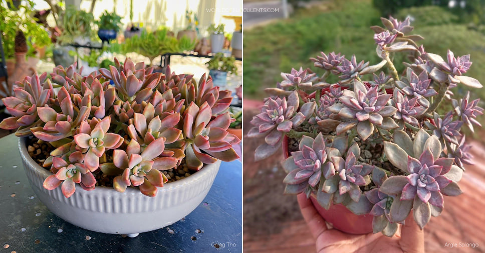 Graptopetalum 'Claret' World of Succulents