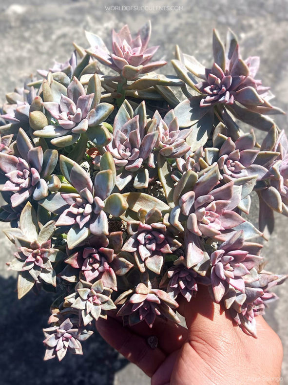 Graptopetalum 'Claret' aka ×Graptoveria 'Pik Ruz'