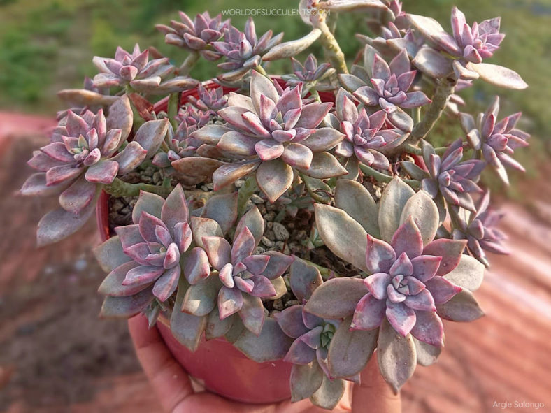 Graptopetalum 'Claret' aka ×Graptoveria 'Pik Ruz'