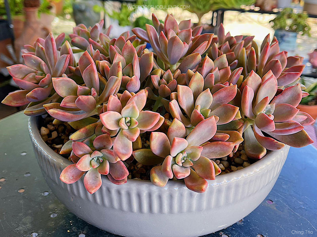 Graptopetalum 'Claret' aka ×Graptoveria 'Pik Ruz'