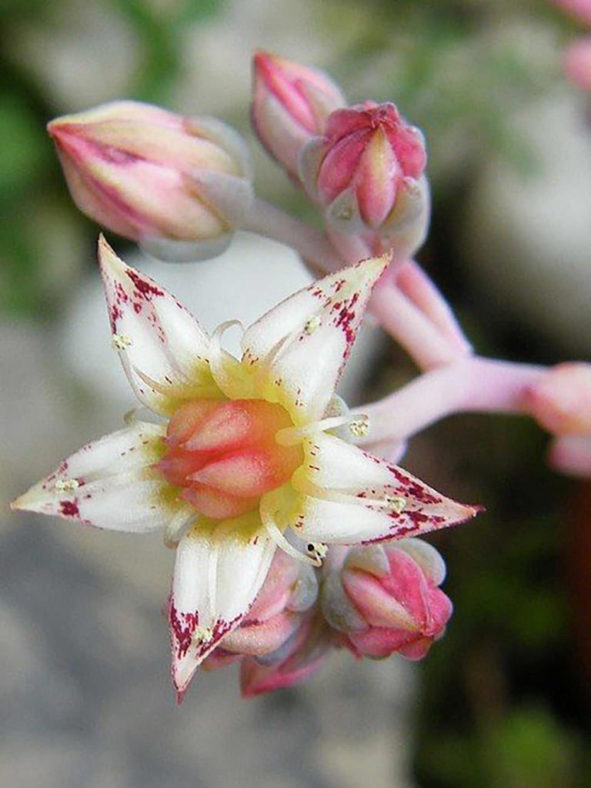 Graptopetalum 'Claret' aka ×Graptoveria 'Pik Ruz'. Flowers.