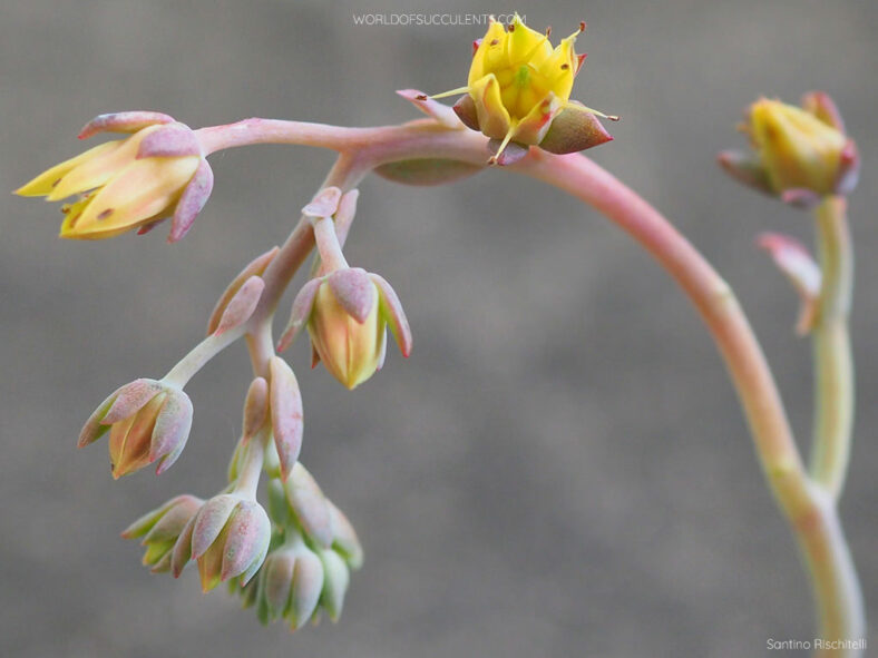 Buds and flowers of Graptoveria 'Coconut Ice'