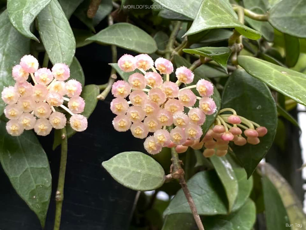 Hoya 'Rebecca'