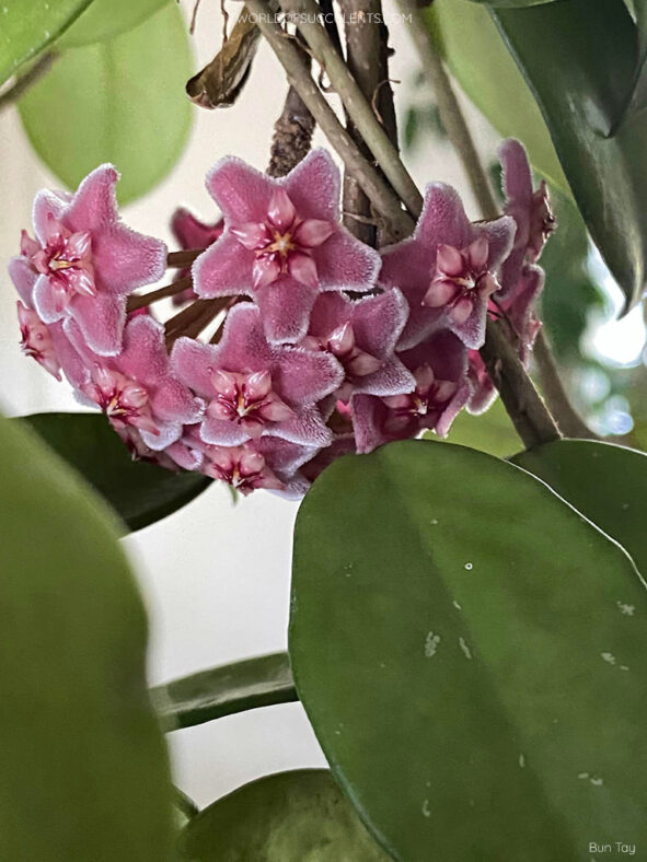 Hoya pubicalyx