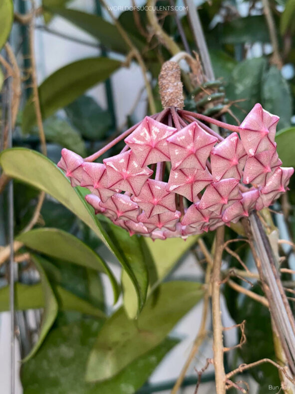 Hoya pubicalyx