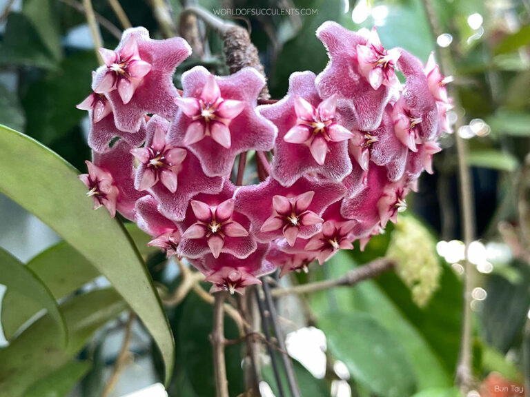 Hoya pubicalyx - World of Succulents