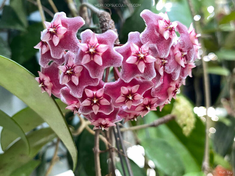 Hoya pubicalyx