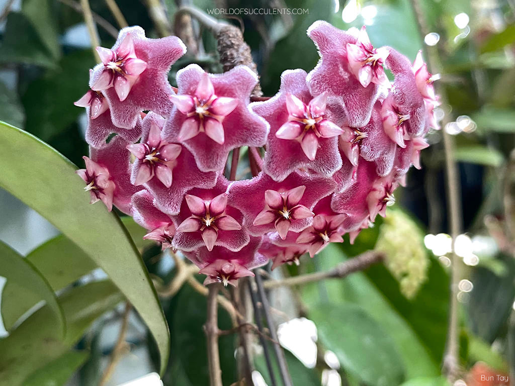 Hoya pubicalyx