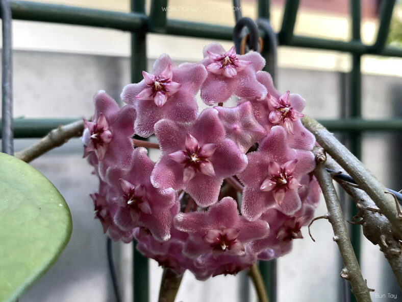 Hoya pubicalyx