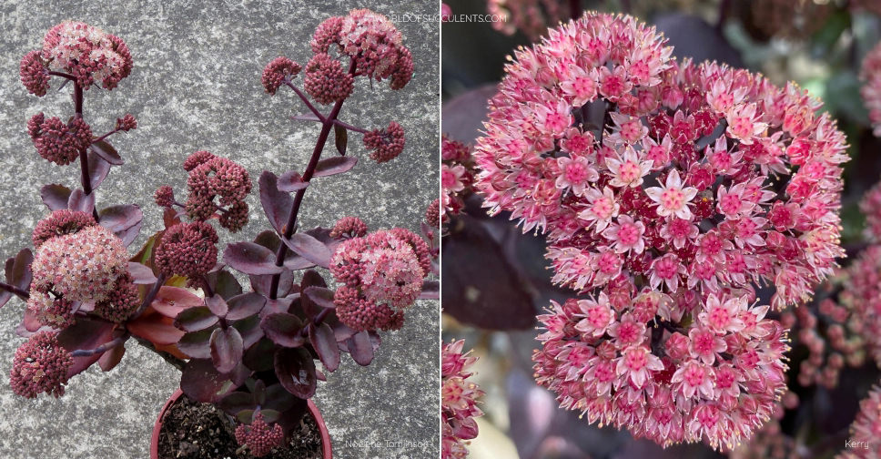 Hylotelephium 'Xenox' World of Succulents