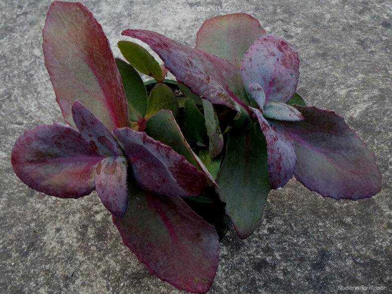 Hylotelephium 'Xenox' leaves