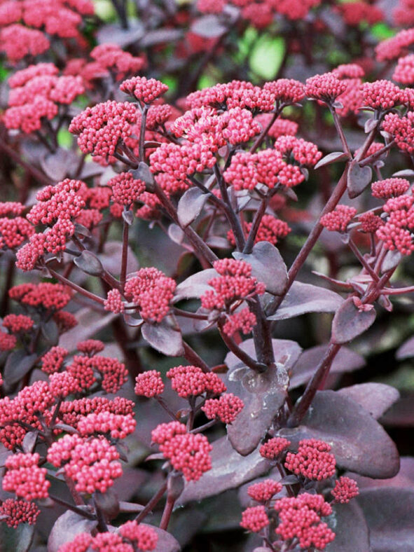 Hylotelephium 'Xenox' buds