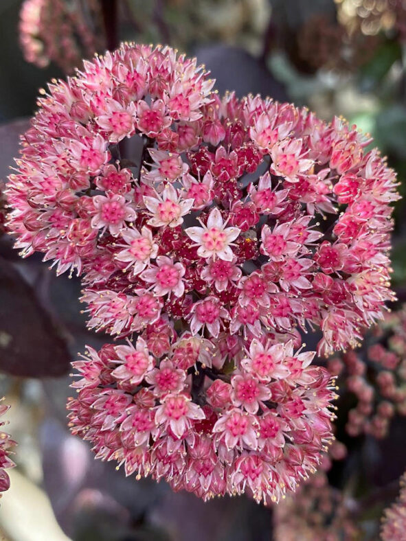 Hylotelephium 'Xenox'. Close-up of flowers.