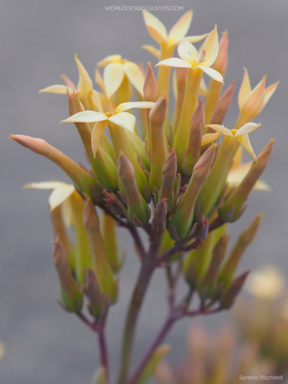 Kalanchoe prittwitzii