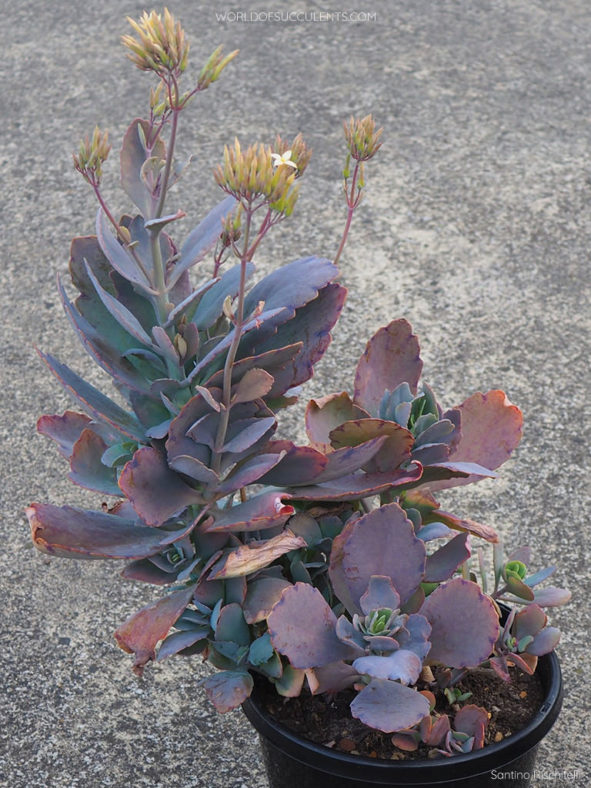 Kalanchoe prittwitzii