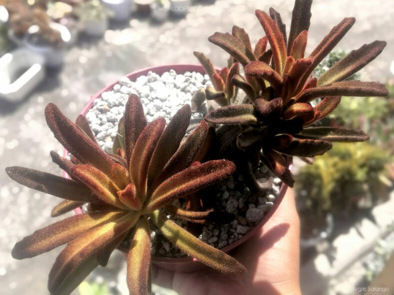 Kalanchoe tomentosa 'Cinnamon'