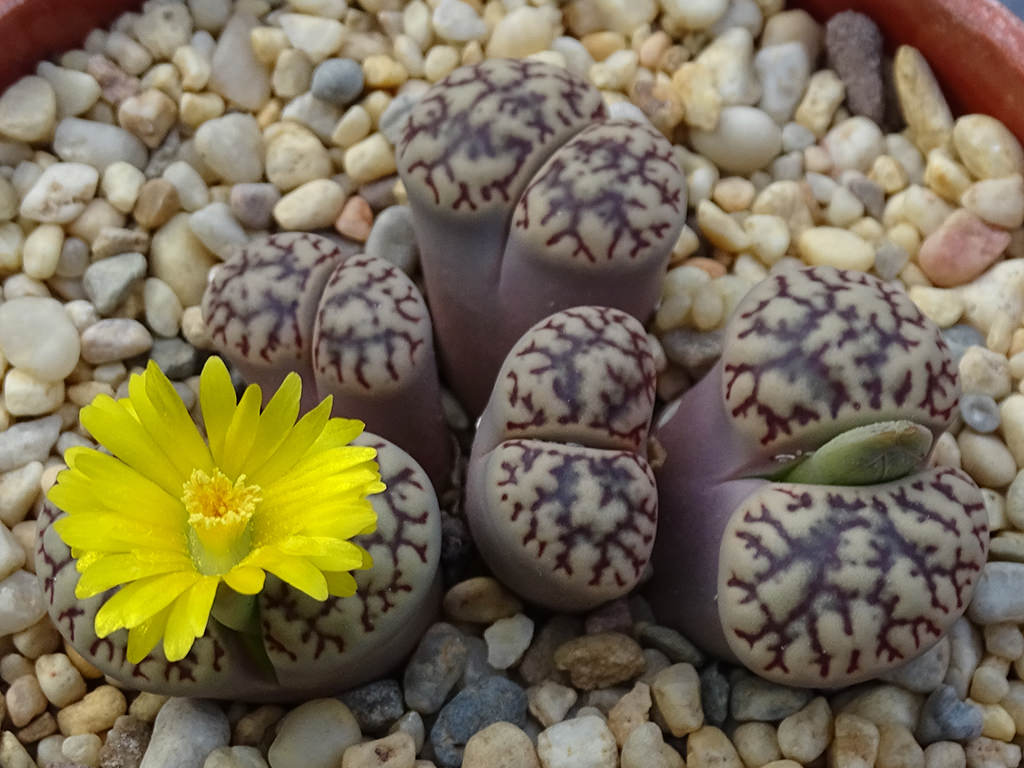 Lithops bromfieldii var. mennellii clump