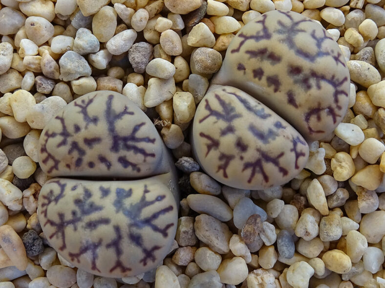 Lithops bromfieldii var. mennellii